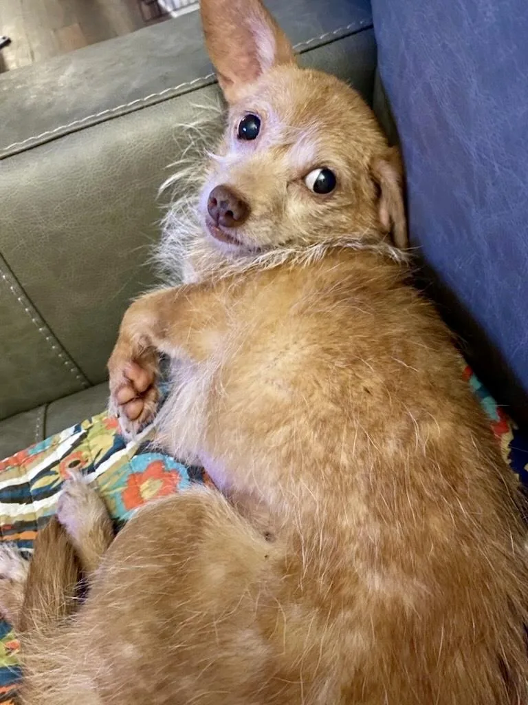 A young small-sized female Red / Chestnut / Orange Chihuahua dog named Berry for adoption in Tifton, GA