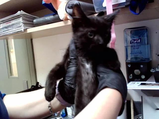 A baby small-sized male Domestic Short Hair cat named Levi for adoption in Martinez, CA