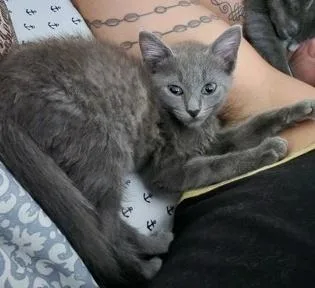 An adult small-sized female Domestic Short Hair cat named Gretel for adoption in North Myrtle Beach, SC