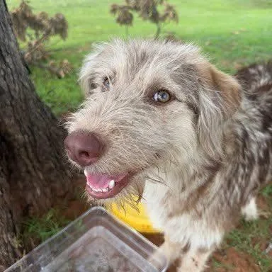 A young medium-sized male Aussiedoodle dog named Scrunch for adoption in Yukon, OK