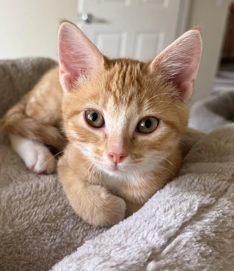 A baby medium-sized female Tabby cat named Ruby for adoption in Plano, TX