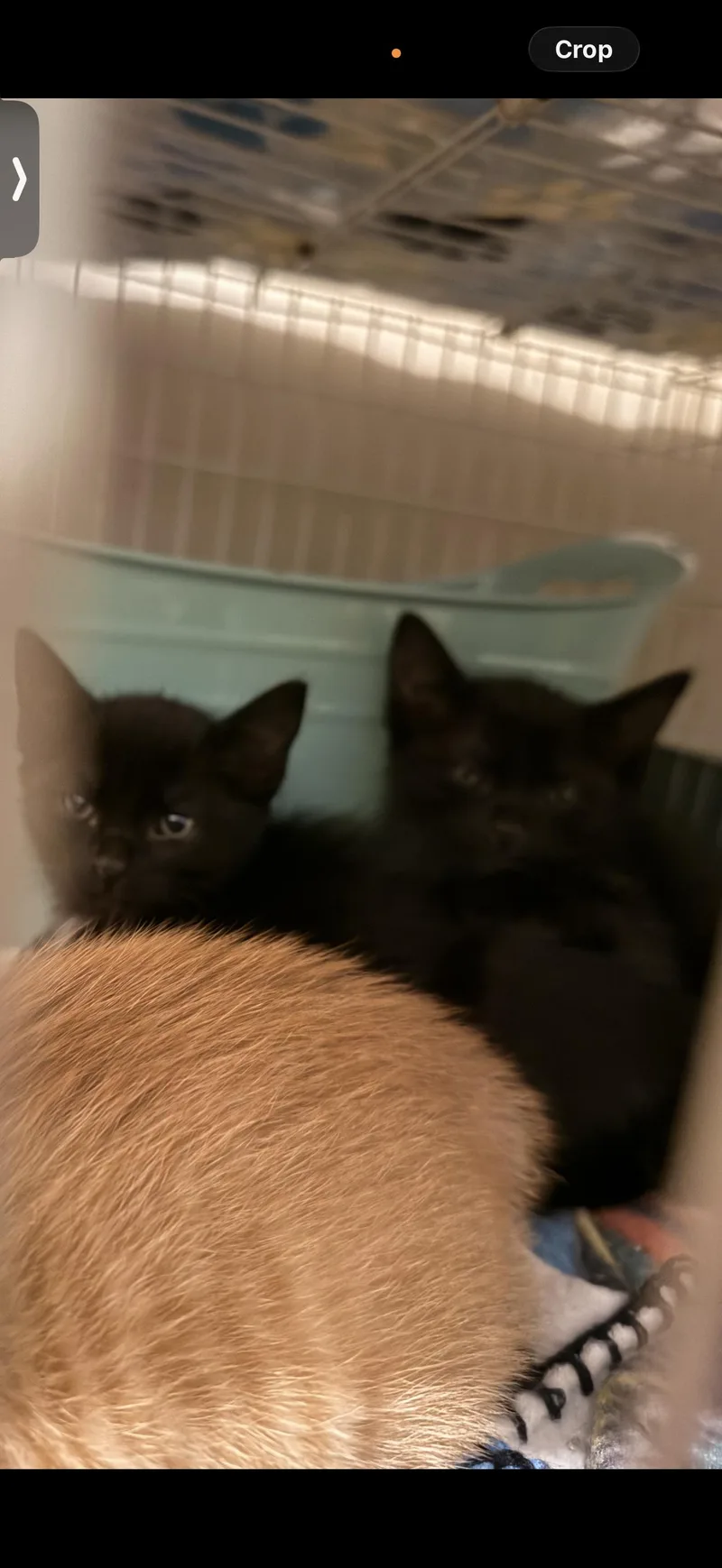 A baby small-sized male Domestic Short Hair cat named Mothman for adoption in Randolph, AL