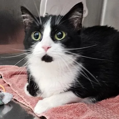 An adult small-sized female Domestic Short Hair cat named Shadow for adoption in Scotia, NY
