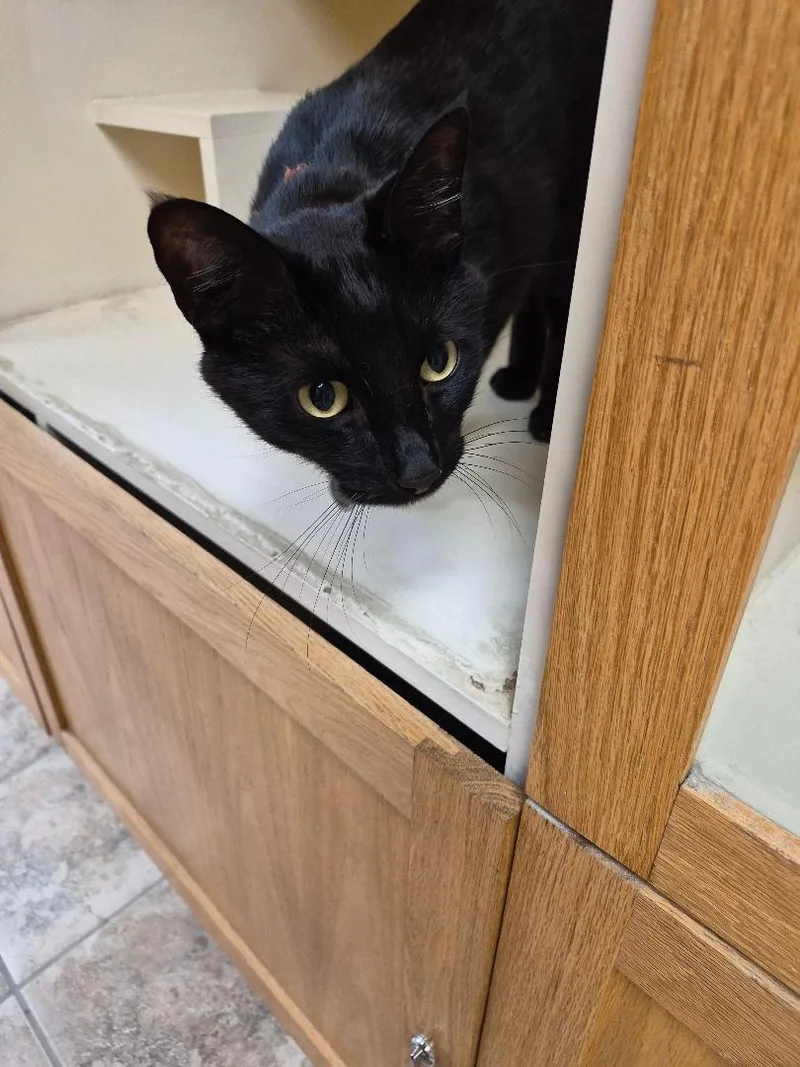 Jiji