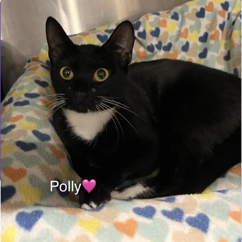 Polly thumbnail 2