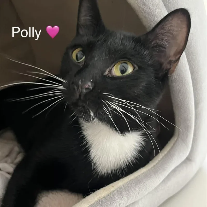 Polly