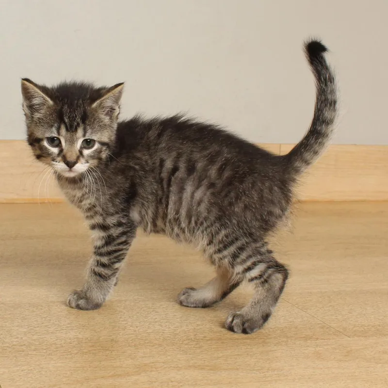 A baby small-sized female Brown / Chocolate Domestic Short Hair cat named Peppermint Patty C for adoption in Minnetonka, MN