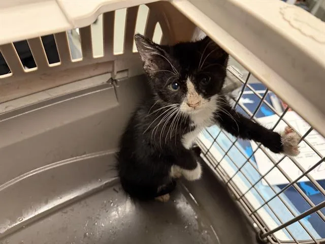 A baby small-sized female Domestic Medium Hair cat named Gazelle for adoption in Ontario, CA