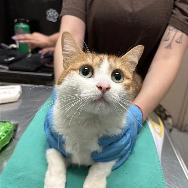 An adult large-sized female Orange / Red Domestic Medium Hair cat named Solstice for adoption in Tacoma, WA