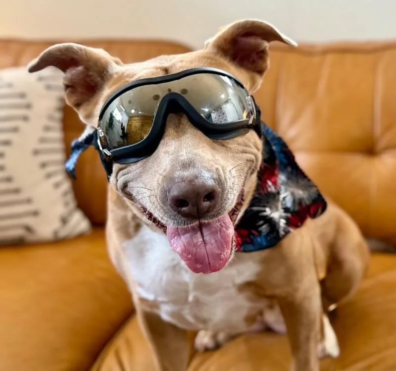 An adult medium-sized female Apricot / Beige Pit Bull Terrier dog named Leoni Roe Lover Girl for adoption in Friendswood, TX