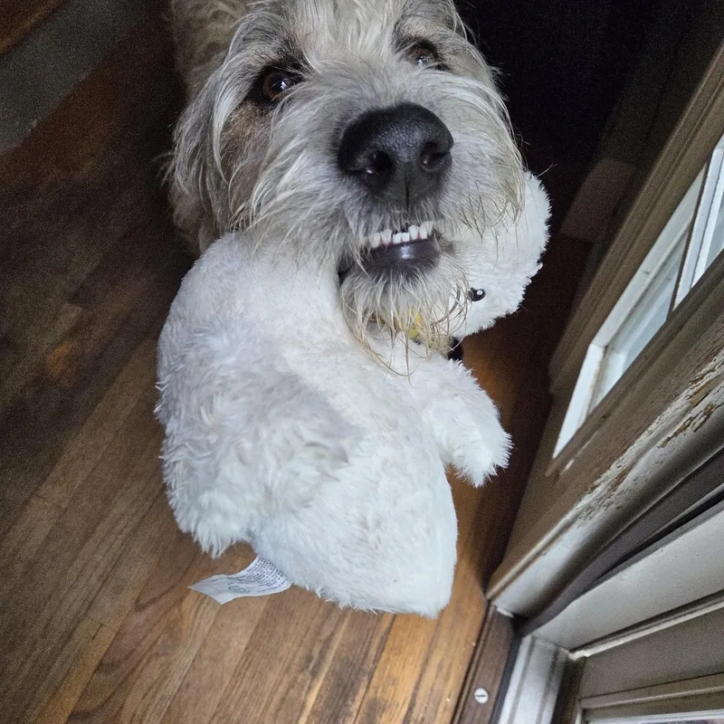 A young large-sized female Apricot / Beige Standard Poodle dog named Jessie for adoption in Guilford, CT