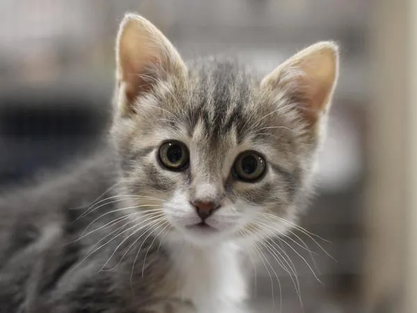 A baby small-sized female Domestic Short Hair cat named Coco for adoption in Portland, OR
