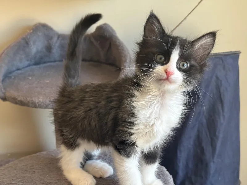 A baby small-sized female Black & White / Tuxedo Domestic Long Hair cat named Hepburn for adoption in Hollister, CA
