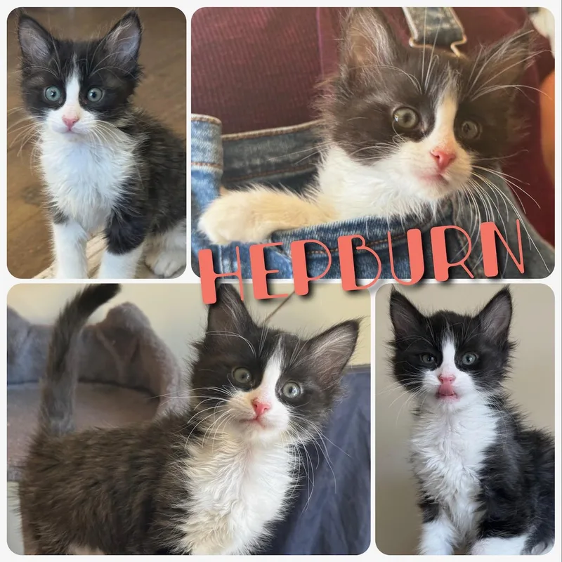 Hepburn thumbnail 5