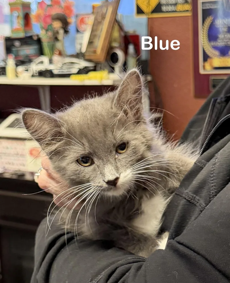 Blue thumbnail 2