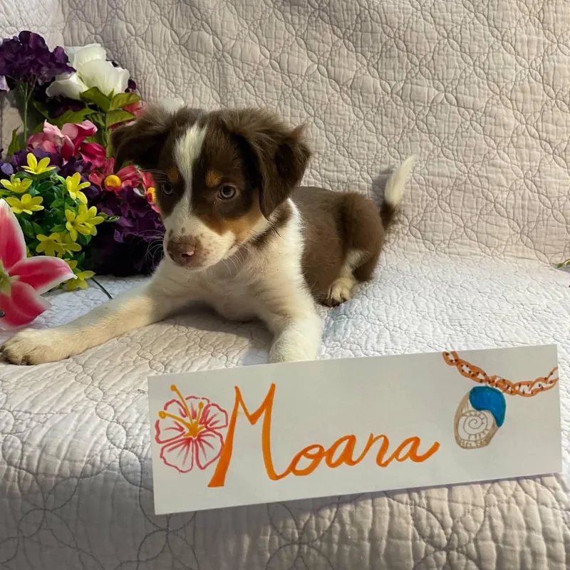 A baby small-sized female Brown / Chocolate Australian Shepherd dog named Moana for adoption in Boerne, TX