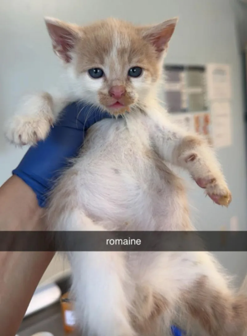 A baby small-sized male Buff & White Domestic Short Hair cat named Romaine for adoption in Marshall, NC