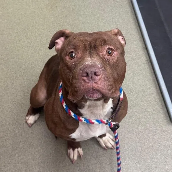 A young large-sized female Brown / Chocolate Pit Bull Terrier dog named Ms. Shrimp for adoption in Birdsboro, PA