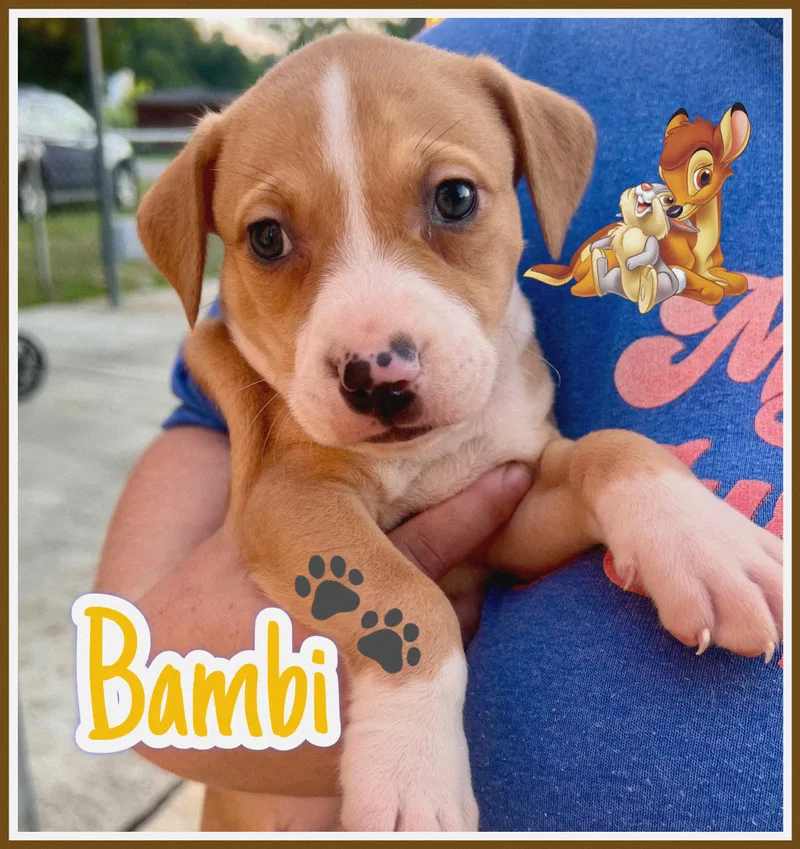 Bambi