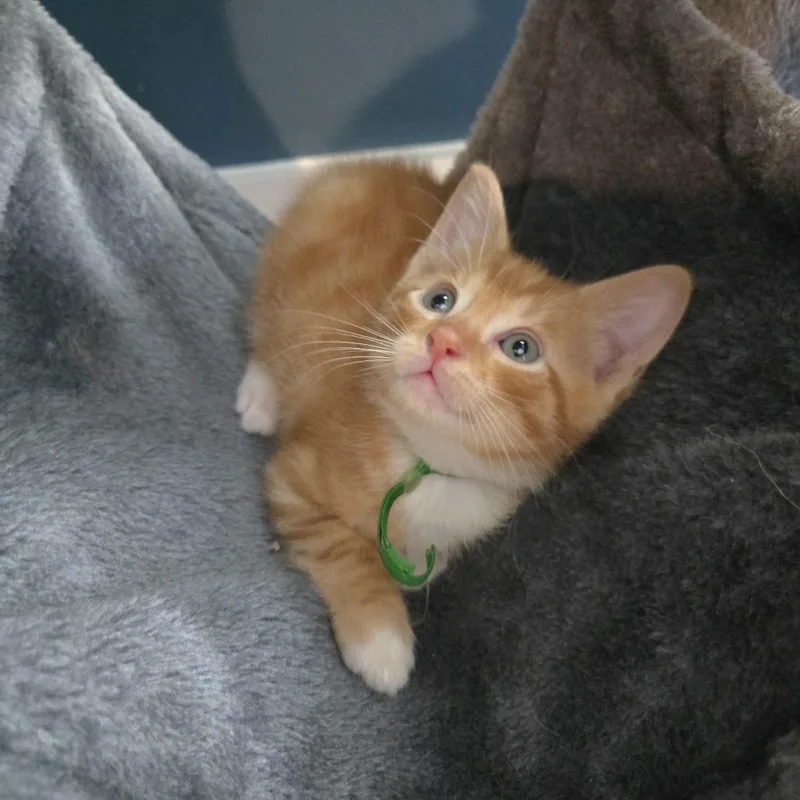 A baby small-sized male Orange / Red Domestic Short Hair cat named Hibiscus Bush for adoption in Austin, TX