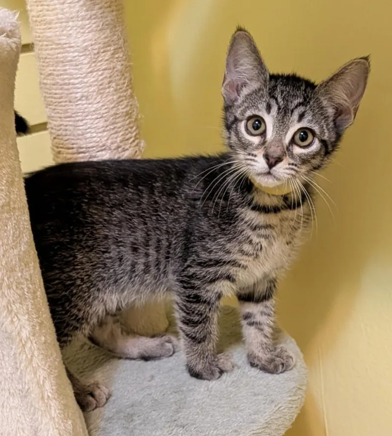 A baby small-sized female Domestic Short Hair cat named Sandy for adoption in Rutherfordton, NC