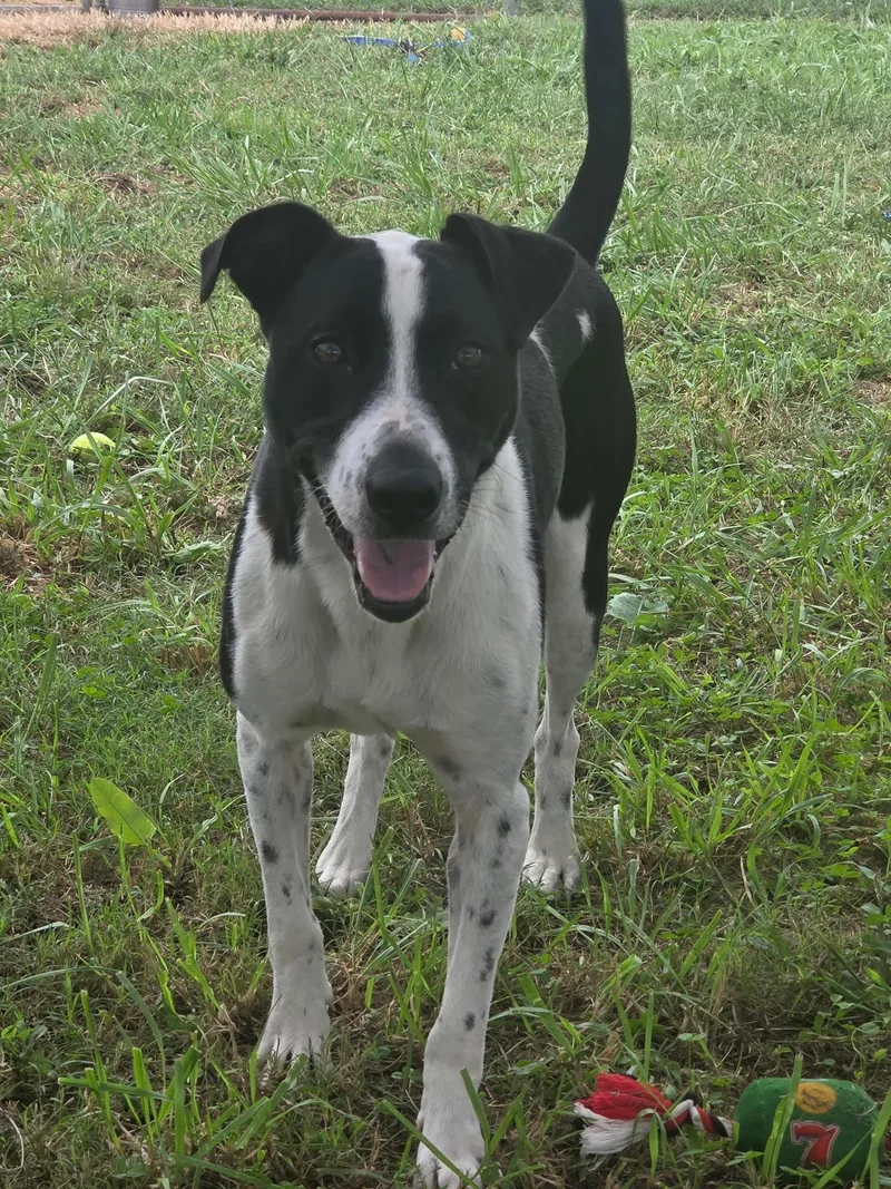 A young medium-sized male Pit Bull Terrier dog named Moonpie for adoption in Taylorsville, KY