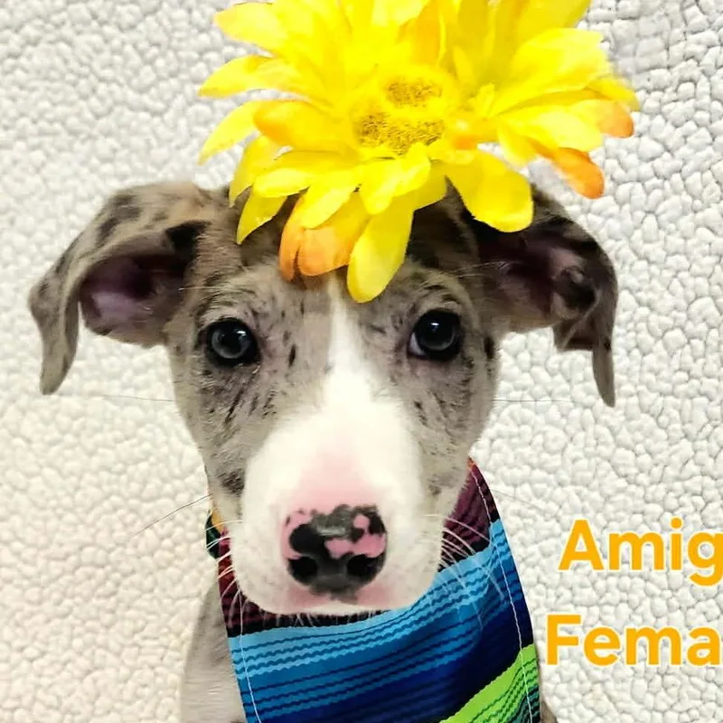A baby small-sized female Gray / Blue / Silver Mixed Breed dog named Amiga for adoption in Rockville, MD