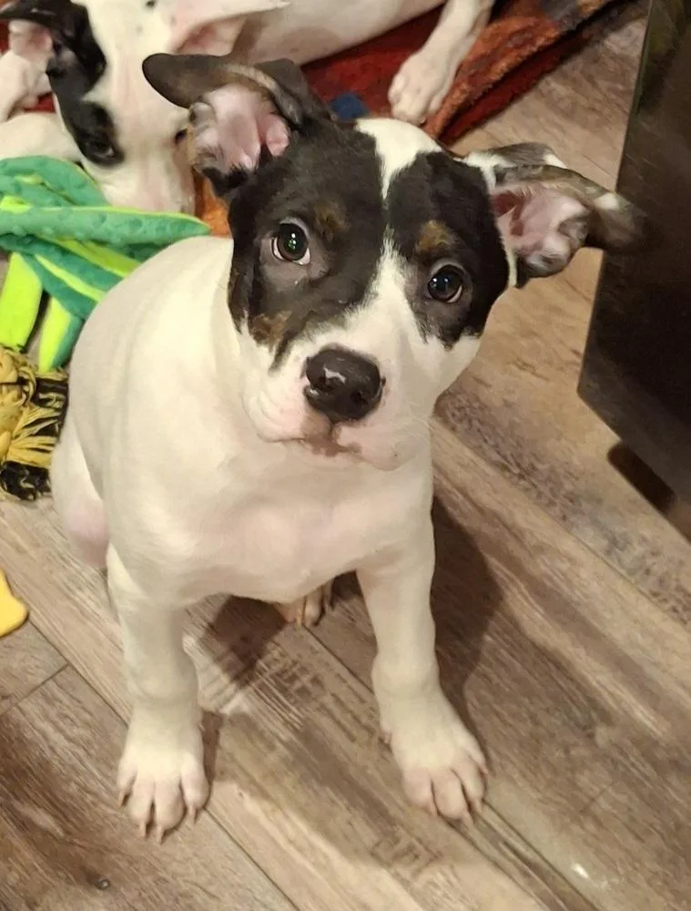 A baby medium-sized male Australian Cattle Dog / Blue Heeler dog named Pepper for adoption in Broomfield, CO
