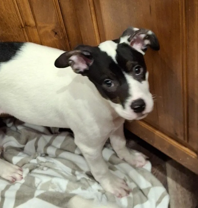 Pepper thumbnail 2