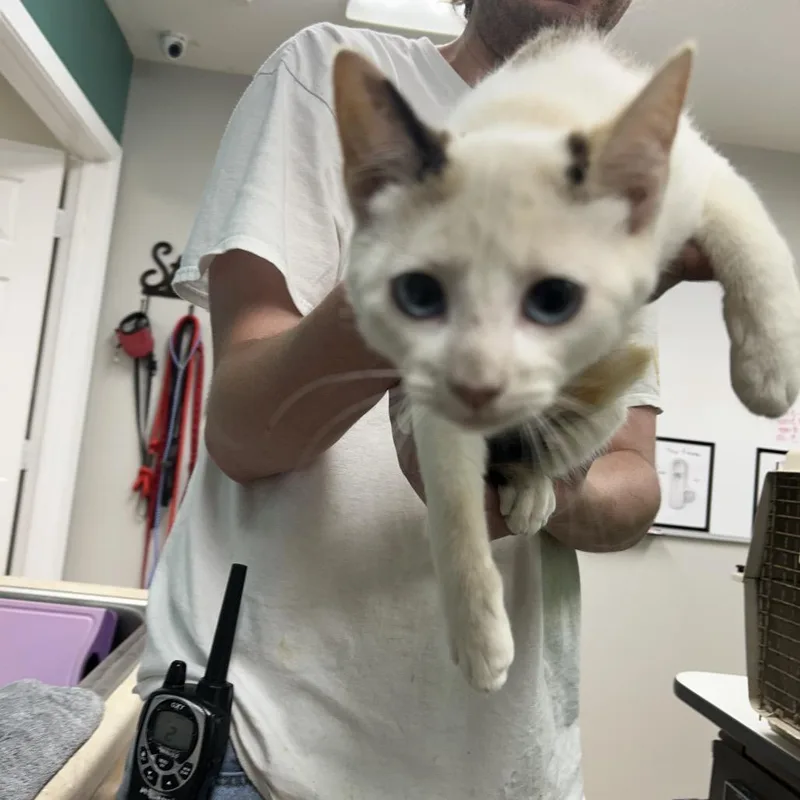 A young small-sized female Calico Domestic Short Hair cat named Flame for adoption in Starkville, MS