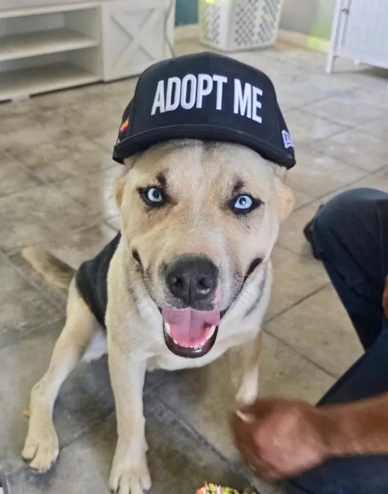 A young medium-sized male Husky dog named Victor for adoption in santa monica, CA