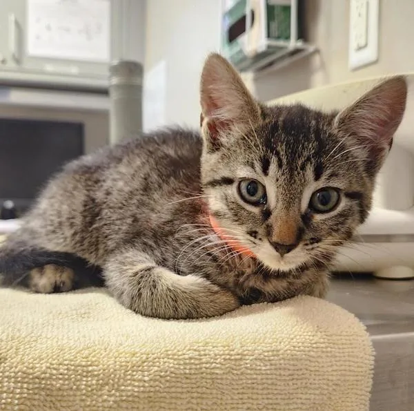 A baby medium-sized female Domestic Short Hair cat named Minka for adoption in Dublin, CA