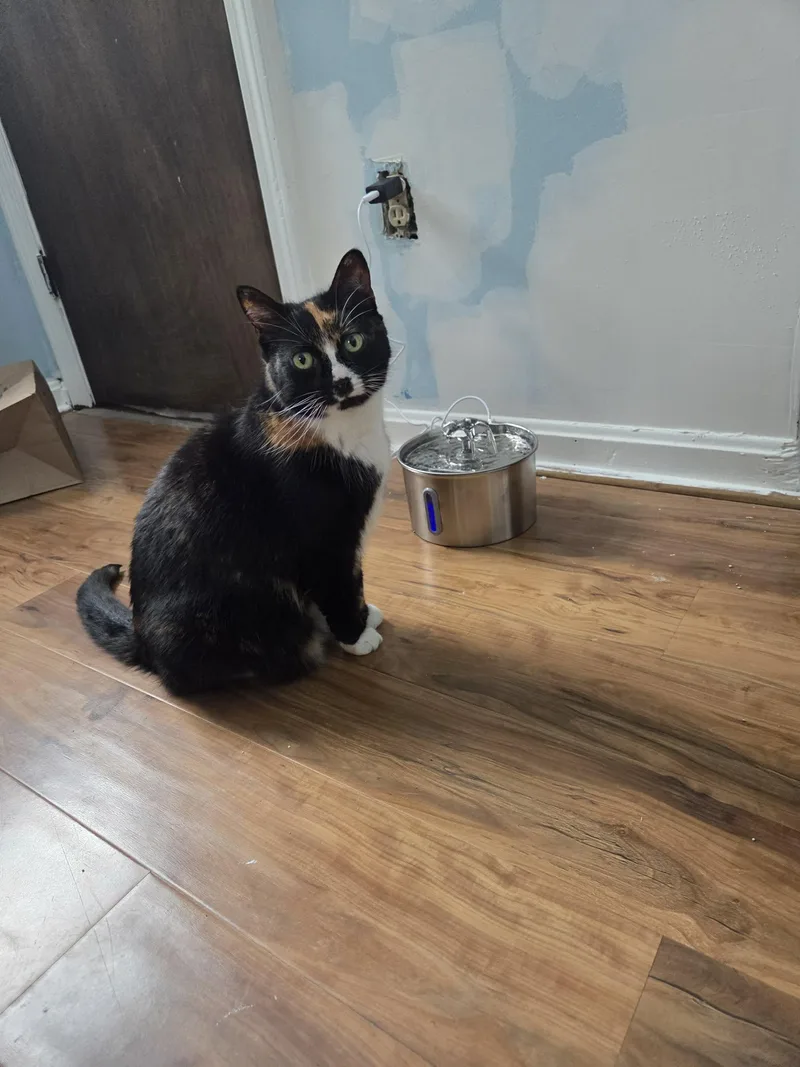 An adult medium-sized female Tortoiseshell American Shorthair cat named Artemis for adoption in Acushnet, MA