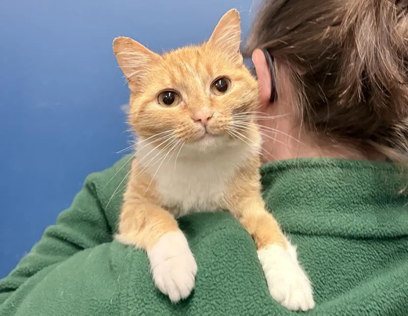 A senior medium-sized female Orange & White Domestic Short Hair cat named Winnie for adoption in Columbus, IN