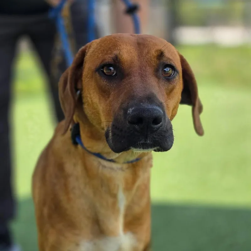 An adult medium-sized male Red / Chestnut / Orange Hound dog named Bisbee for adoption in Chatham, VA