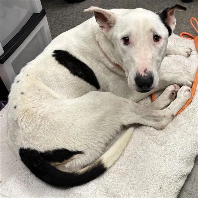 An adult large-sized female Bull Terrier dog named Nana for adoption in Ontario, CA