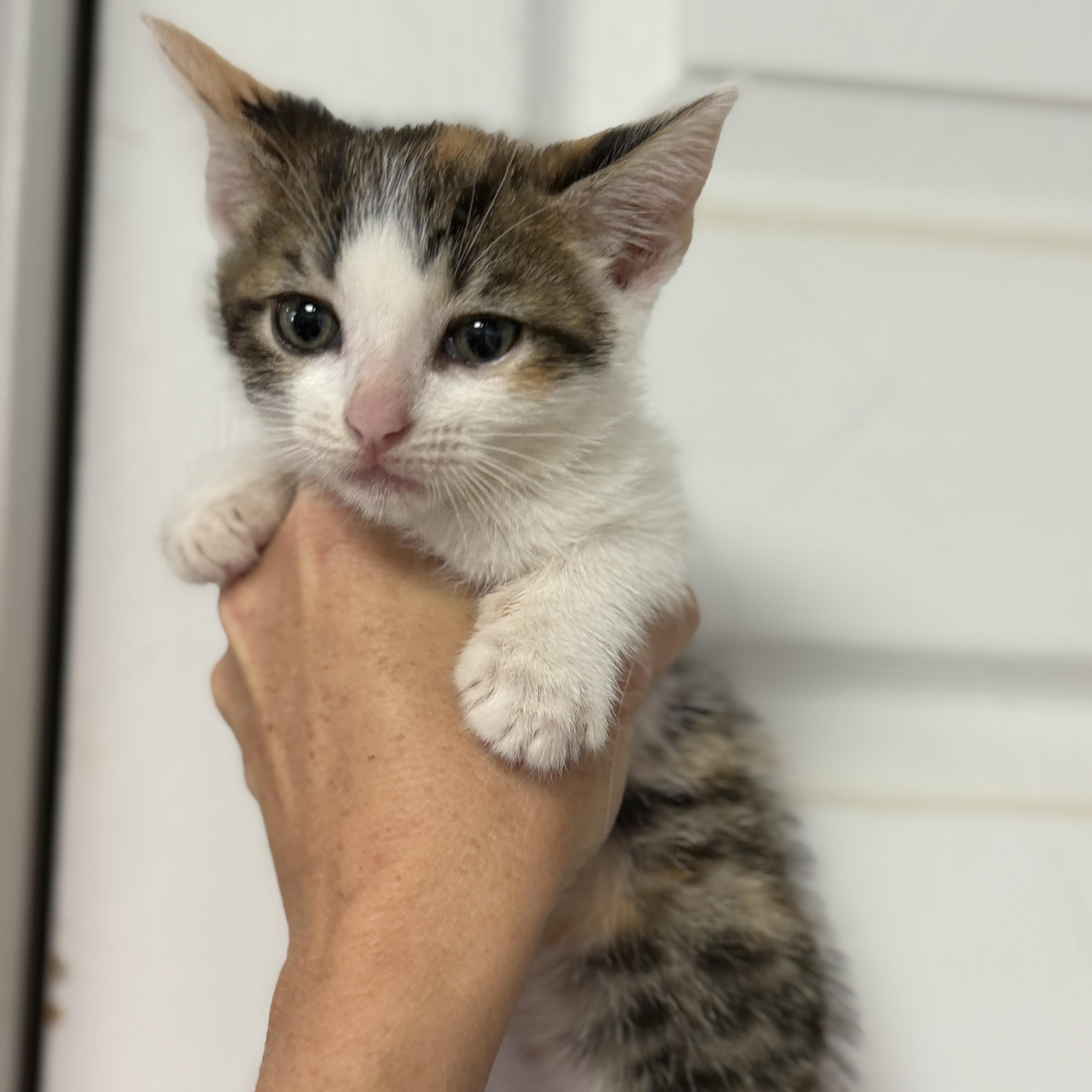 A baby medium-sized female Domestic Short Hair cat named Lucky Charm for adoption in Columbia, SC
