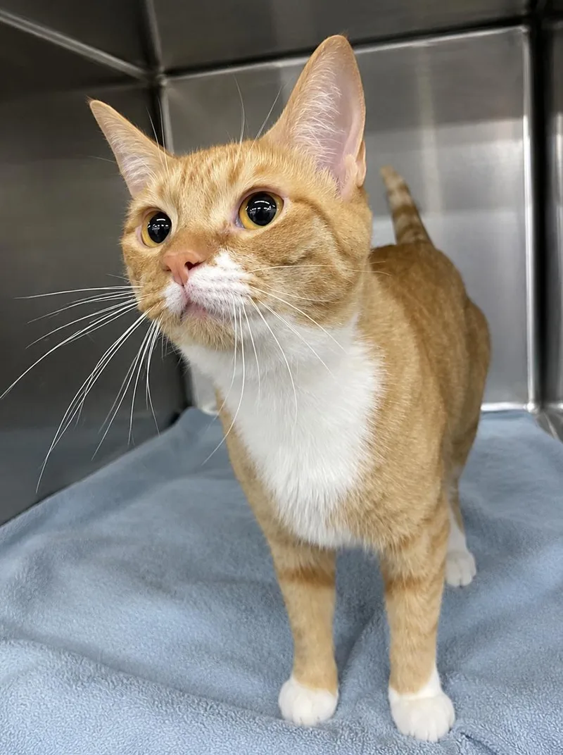 An adult small-sized female Domestic Short Hair cat named Pants for adoption in Cuyahoga Falls, OH