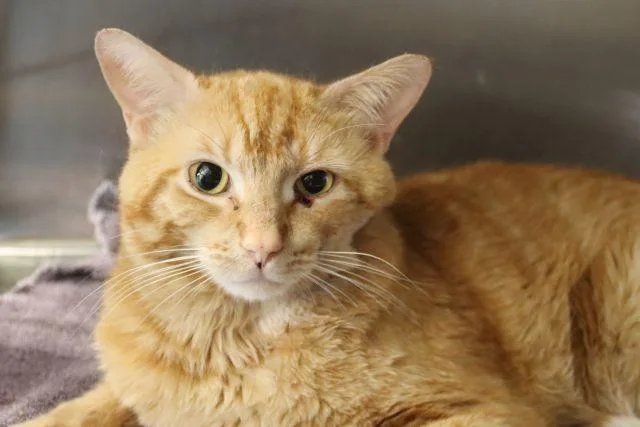 An adult small-sized male Domestic Short Hair cat named Jackpot for adoption in Tucson, AZ
