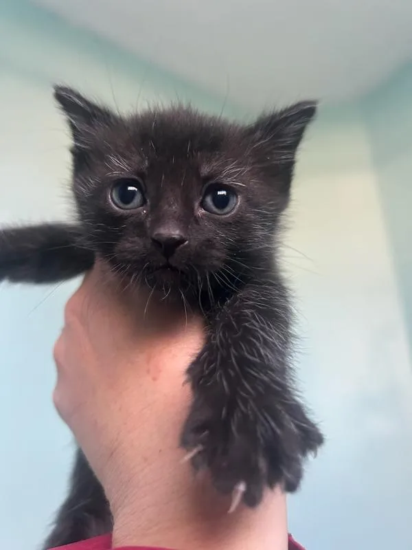 A baby small-sized female Domestic Short Hair cat named Arrowleaf Balsamroot for adoption in Salt Lake City, UT
