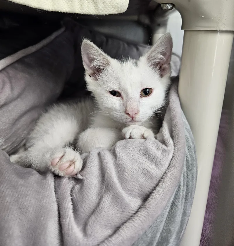 A baby medium-sized male Gray & White Domestic Short Hair cat named Reggie for adoption in Medfield, MA