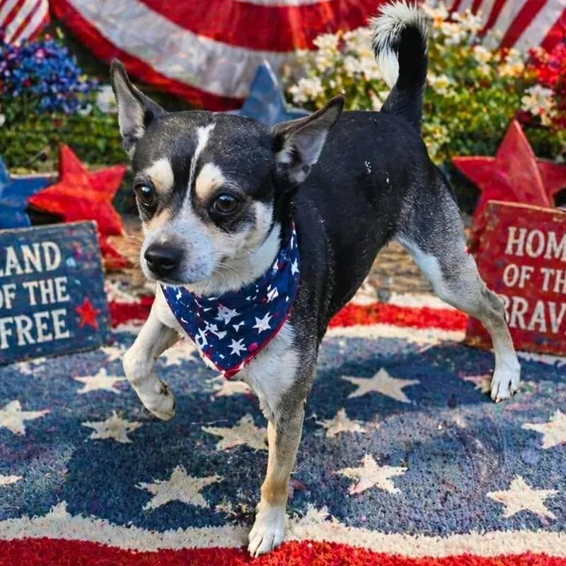 Fonzi