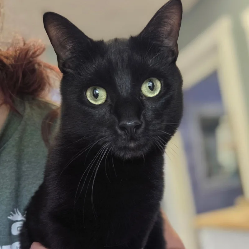 A young medium-sized male Domestic Short Hair cat named Bobby & Zoey for adoption in Warwick, RI