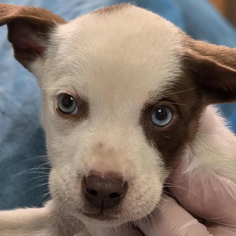 A baby small-sized male Brown / Chocolate Mixed Breed dog named Miller for adoption in Charleston, WV