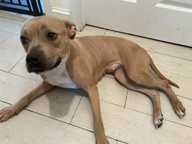 An adult medium-sized female Apricot / Beige Pit Bull Terrier dog named Coffee for adoption in Newfoundland, NJ
