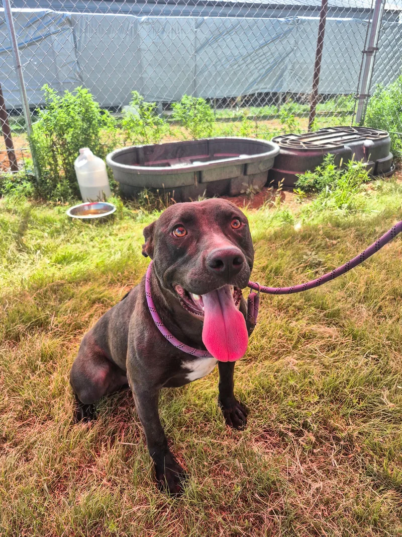 An adult medium-sized male Black Mixed Breed dog named Tazer for adoption in Canyon, TX