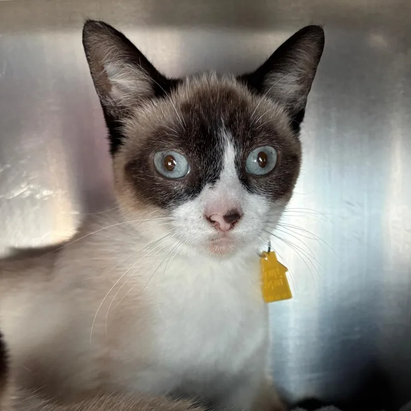 A young small-sized female White Siamese cat named Macondo for adoption in Springfield, MA