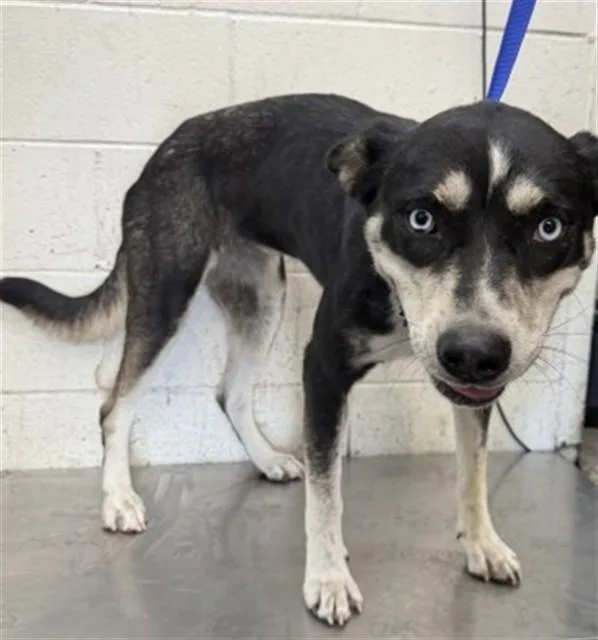 A young large-sized female German Shepherd Dog dog named Lily for adoption in San Bernardino, CA
