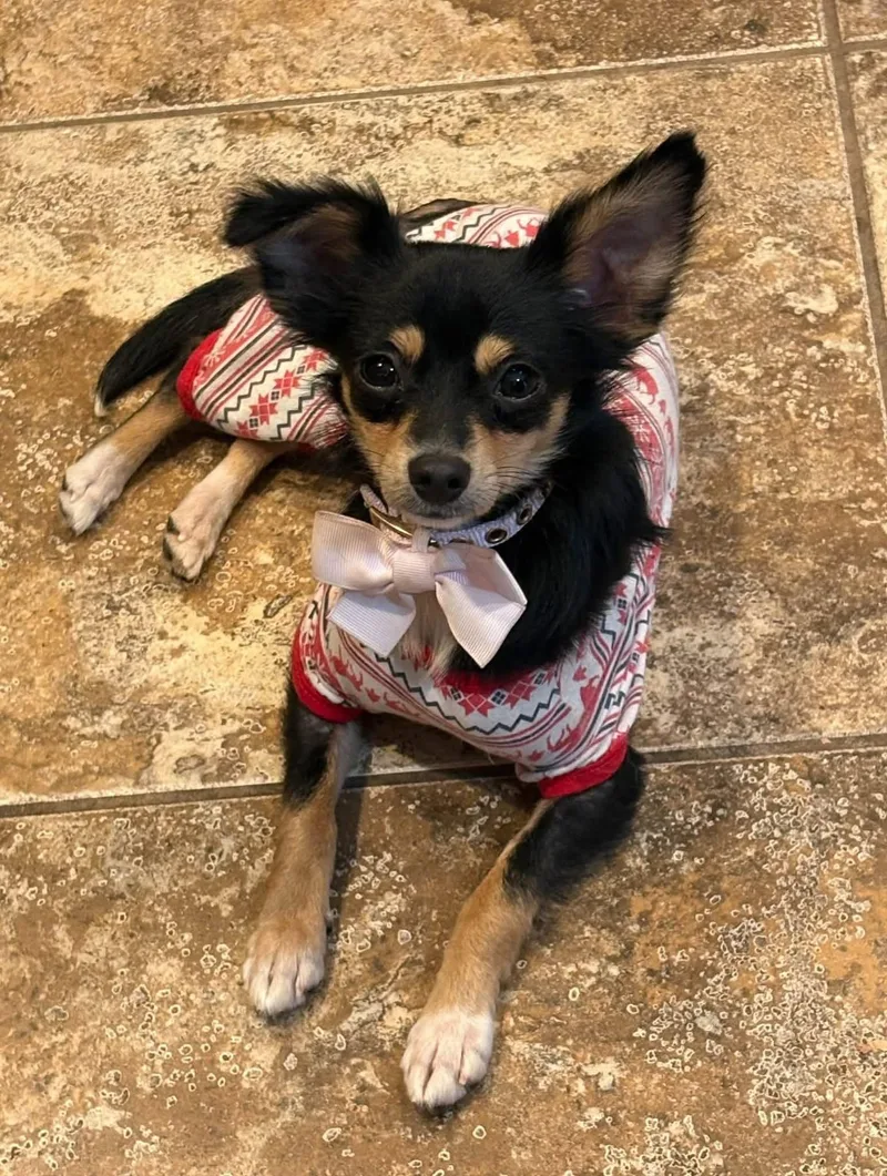 A baby small-sized female Chihuahua dog named Pawlette for adoption in Germantown, OH
