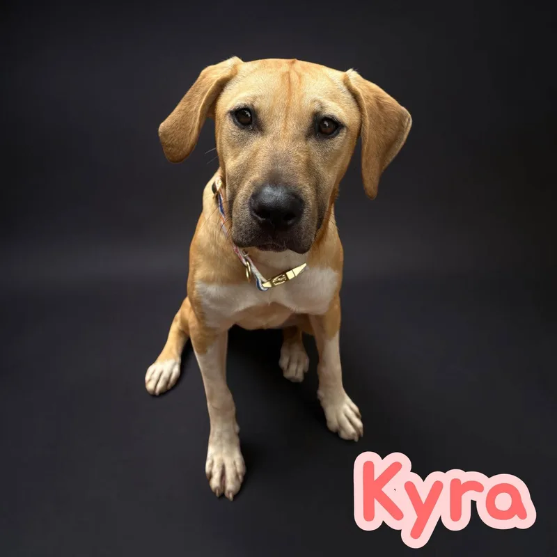 A baby medium-sized female Rhodesian Ridgeback dog named Kyra for adoption in Chuckey, TN